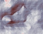 hausverwaltung freeware